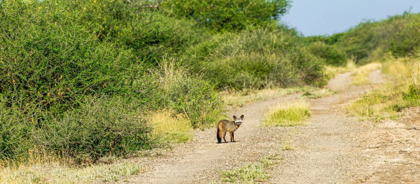 Awash National Park - View 3