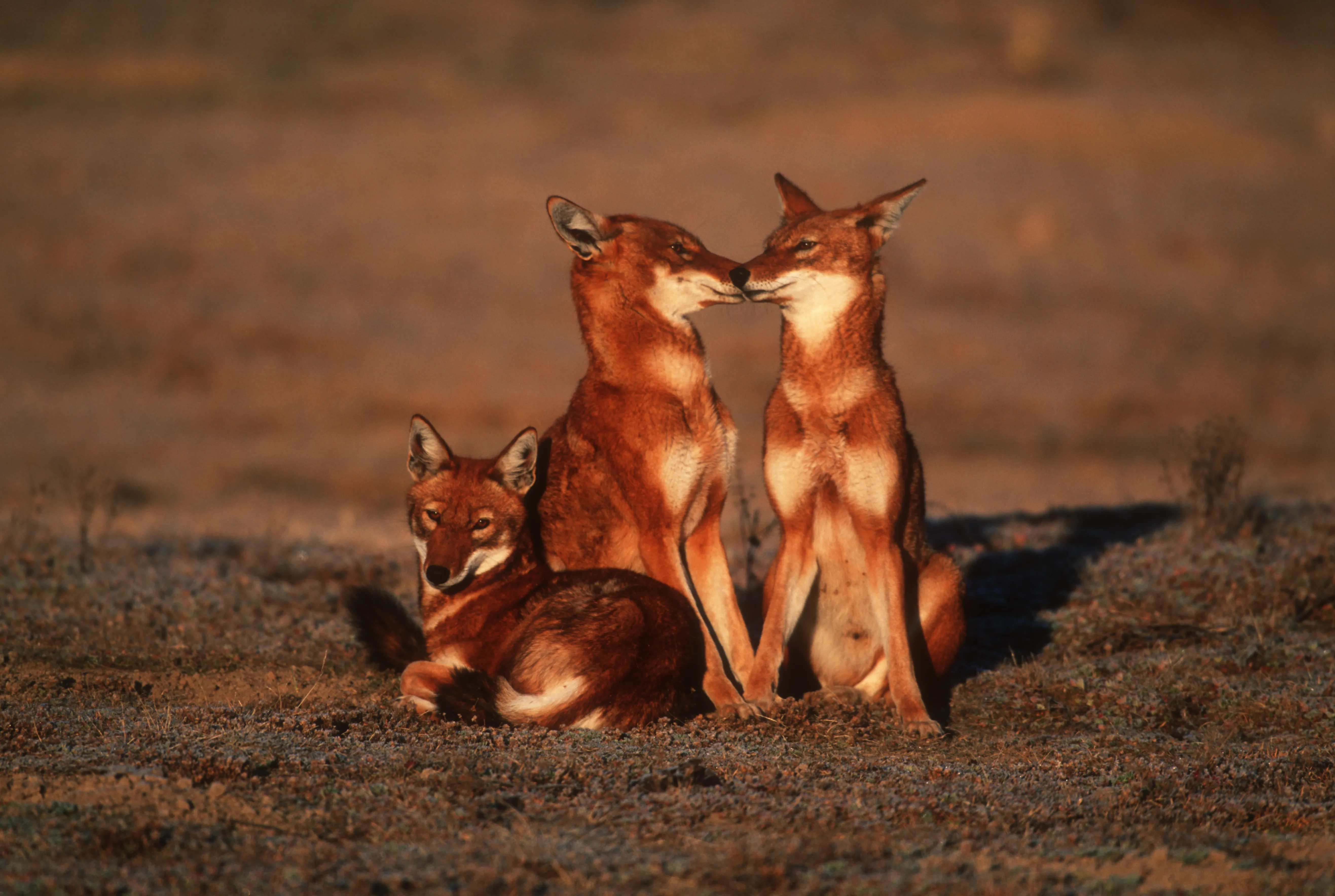 Bale Mountains National Park - View 3