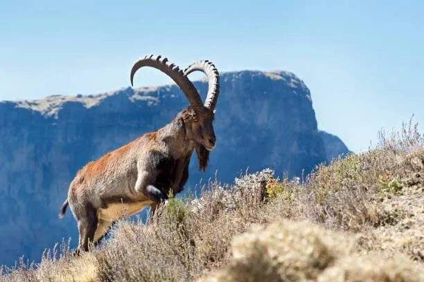 Simien Mountains Trekking - Image 3